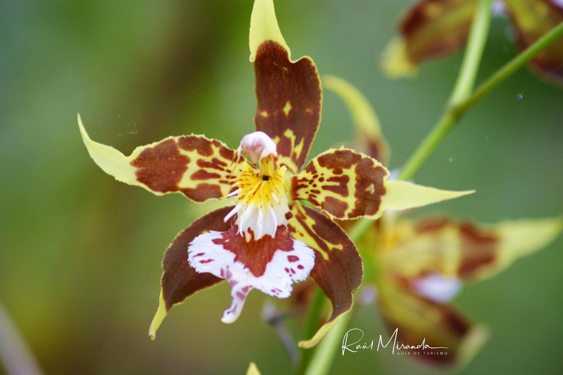 Ecuador, el país de las orquídeas!! – TOURCENTER